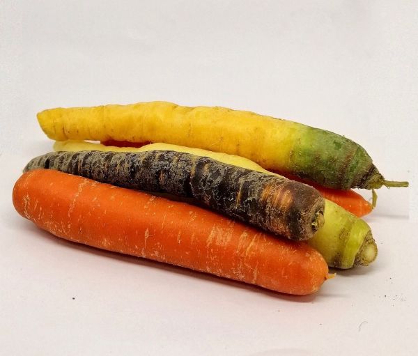 Carottes Couleur BIO* Manche. 4,40€/kg