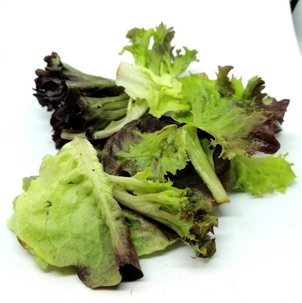 Salade Mesclun BIO* Cotentin. 19,95€/kg