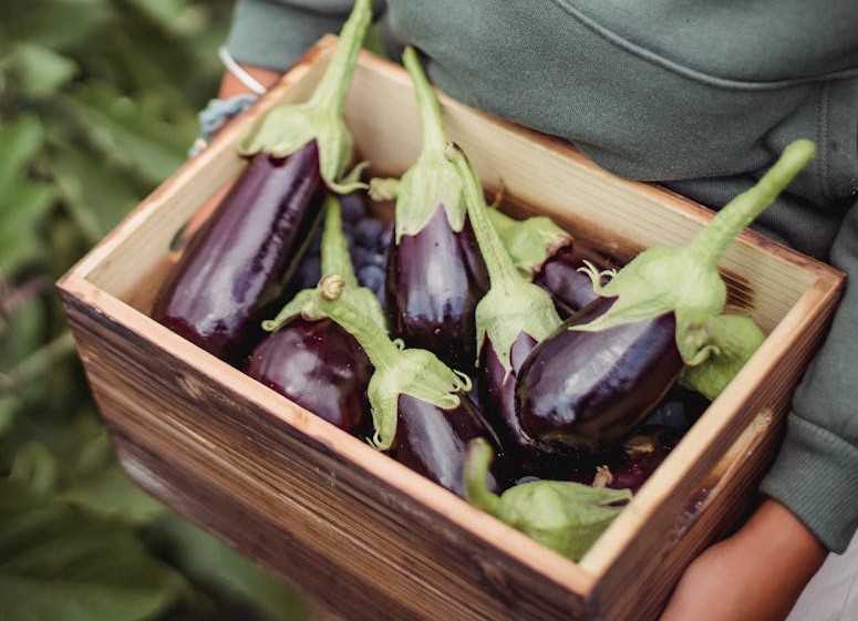 aubergines