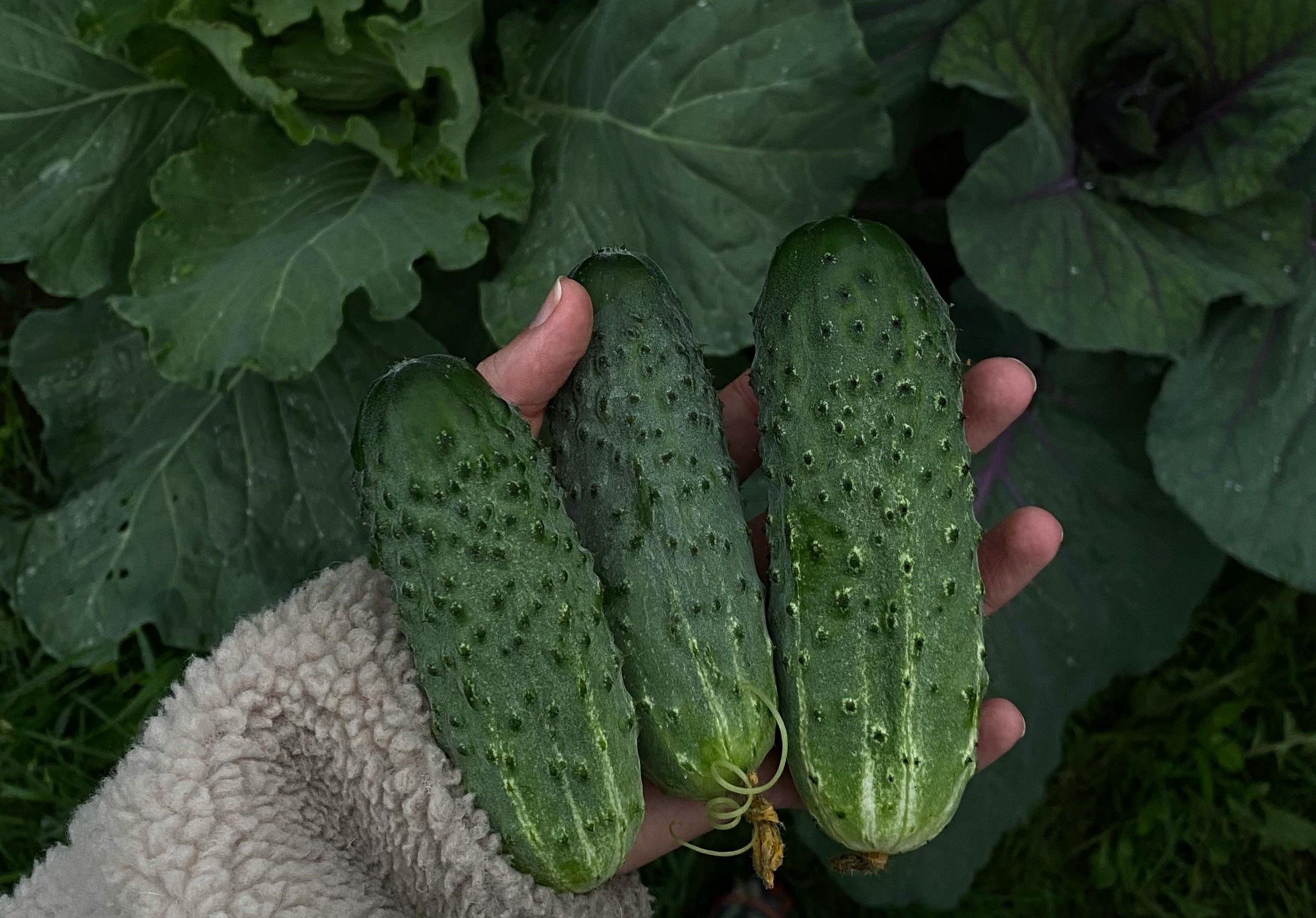 petits concombres ou gros cornichons