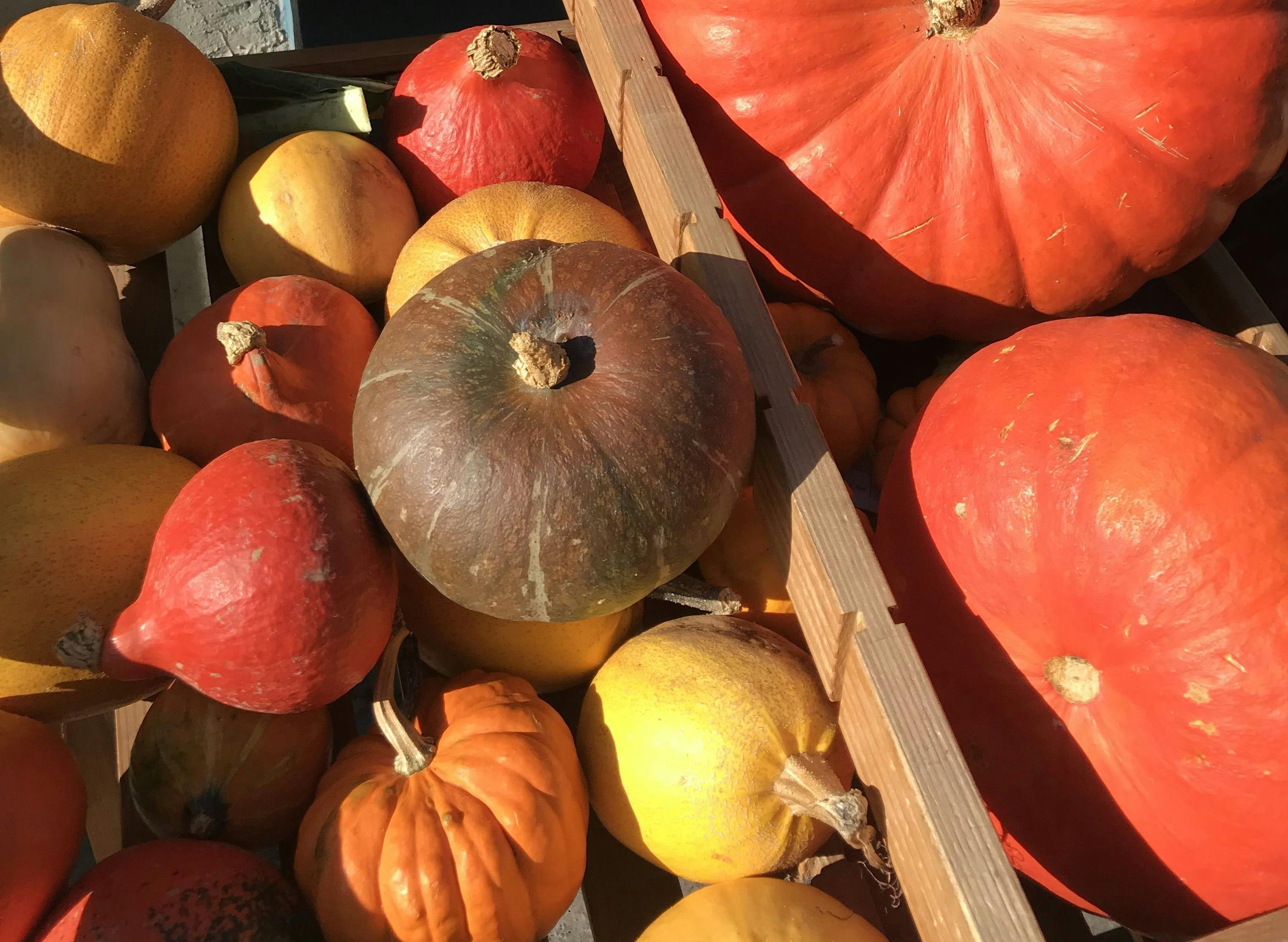 courges et potimarrons