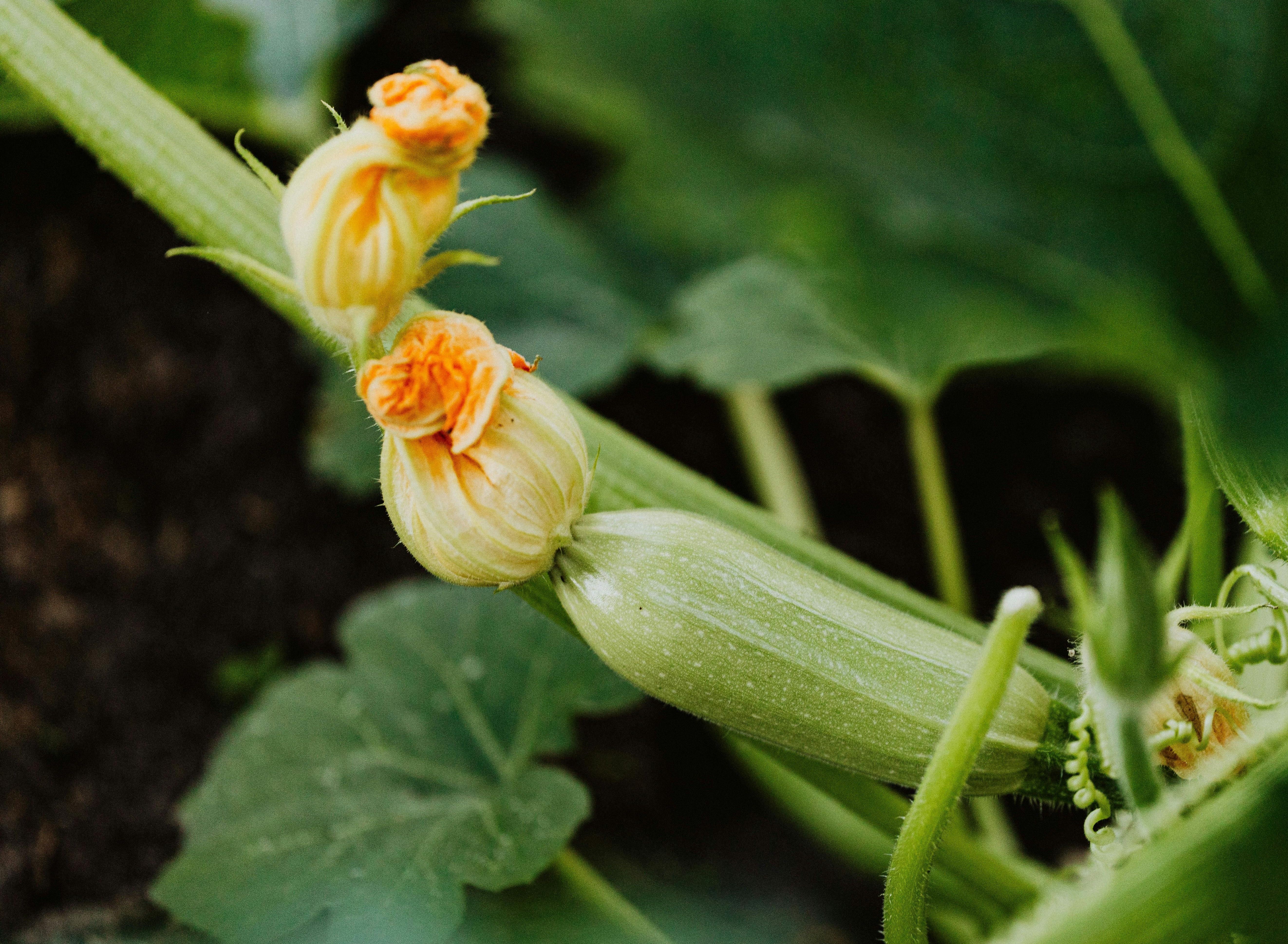 courgette et sa fleur