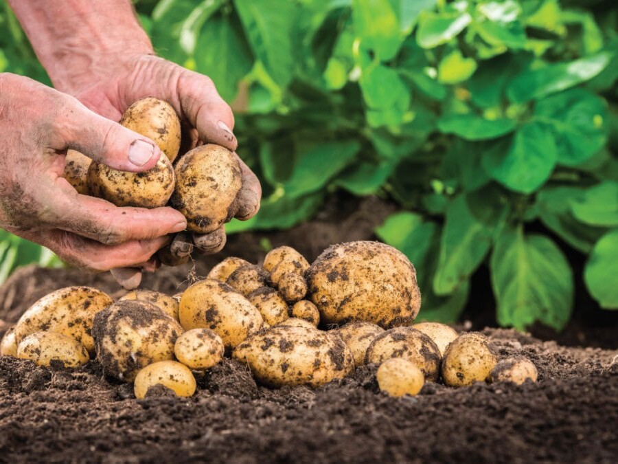 cultiver des pommes de terre