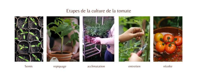 etapes de culture des tomates au potager