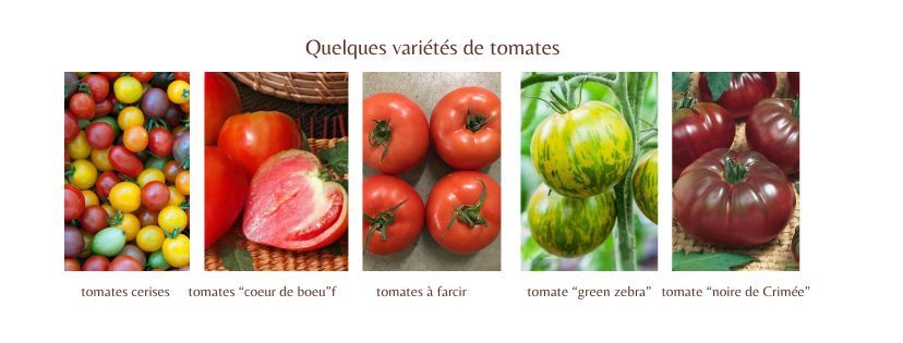 quelques variétés de tomates