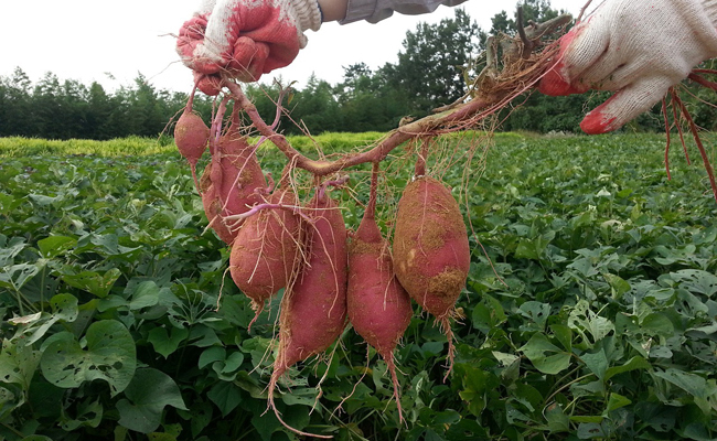 récolter des patates douces