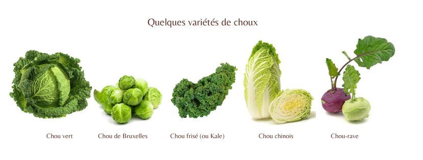 quelques variétés de choux