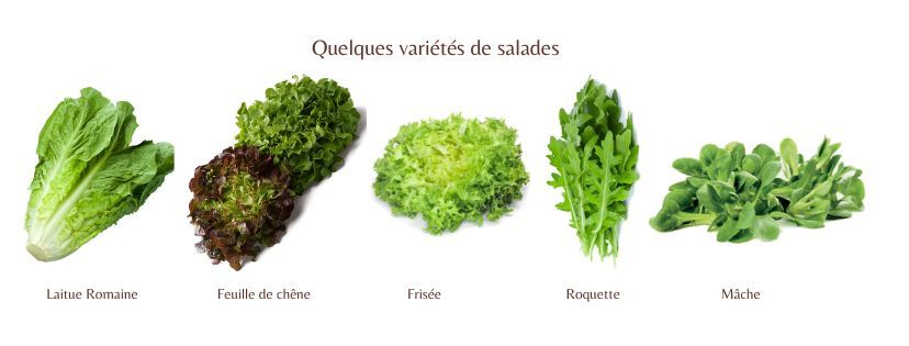 quelques variétés de salades